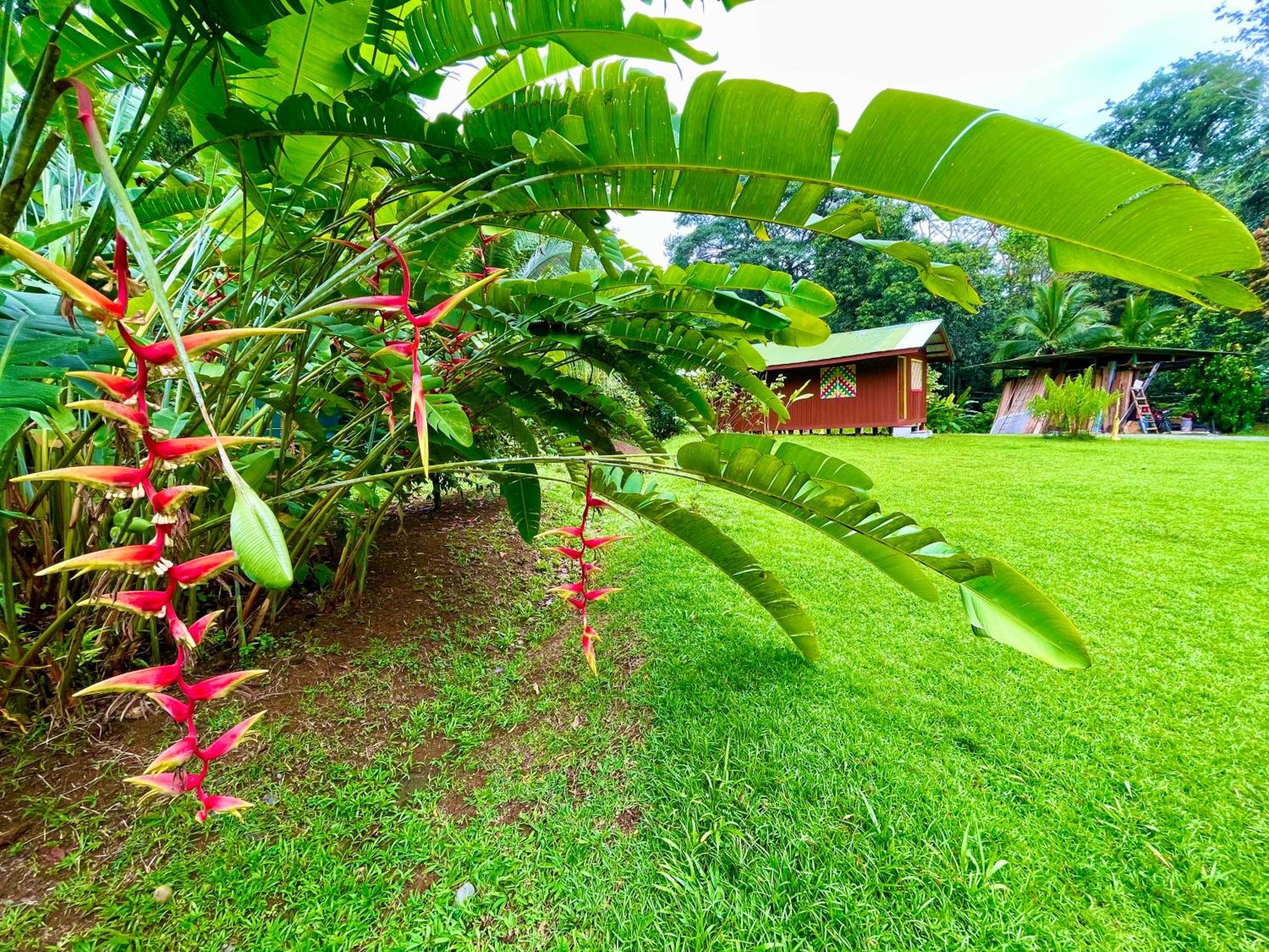 Alouatta Lodge And Canopy Cahuita Exterior foto